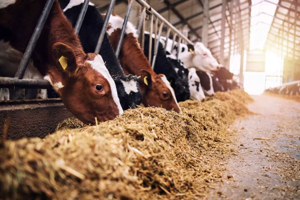 酪農事業の飼料・堆肥置き場